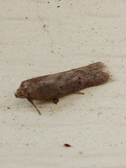 Holcocera chalcofrontella