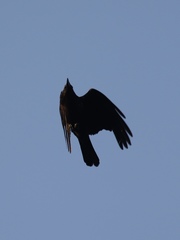 Corvus brachyrhynchos