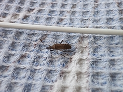 Dicranocephalus agilis