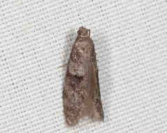 Wockia asperipunctella