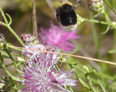 Bombus occidentalis