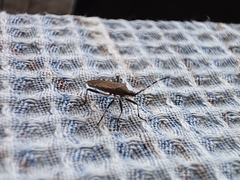 Dicranocephalus agilis