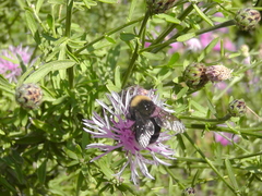Bombus occidentalis