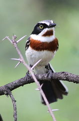 Chinspot Batis photo 5