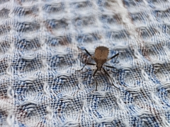 Dicranocephalus agilis