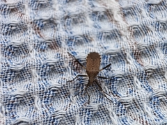 Dicranocephalus agilis