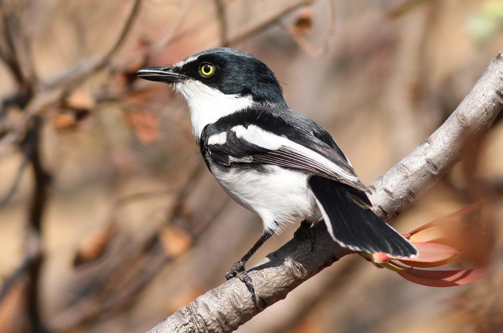 Chinspot Batis