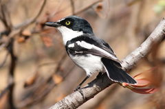 Chinspot Batis photo 1