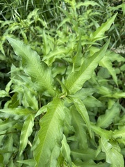 Persicaria