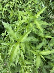 Persicaria