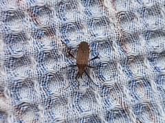 Dicranocephalus agilis