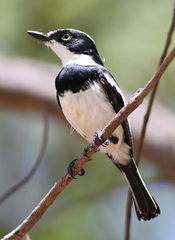 Chinspot Batis photo 4