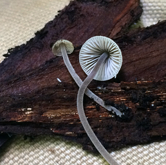 Mycena amicta