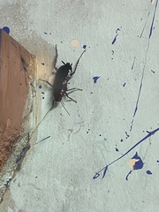 Blattinae