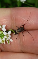 Leiopus linnei