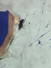 Blattinae