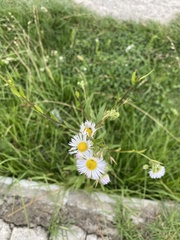 Erigeron annuus