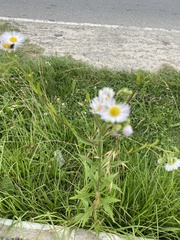 Erigeron annuus