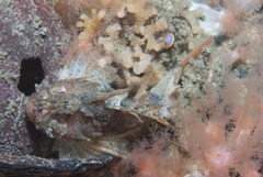Coccotropsis gymnoderma