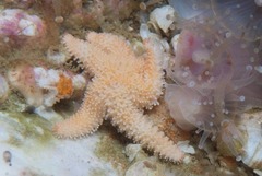 Allostichaster capensis