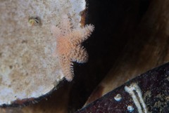 Allostichaster capensis