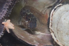 Chalaroderma ocellata