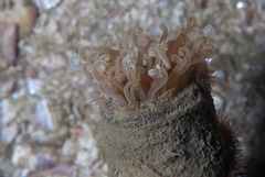 Ceriantheopsis austroafricanus