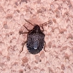 Holcostethus abbreviatus