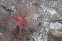 Thyone aurea