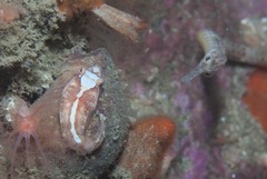 Syngnathus temminckii