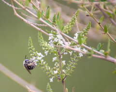 Anthophora californica