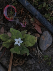 Nicotiana repanda