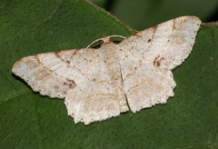Calletaera subexpressa