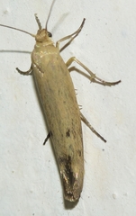 Scythris inertella