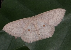Perixera flavispila