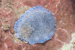 Dendrodoris caesia