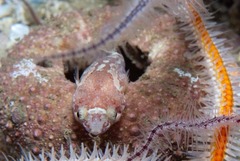 Apletodon pellegrini