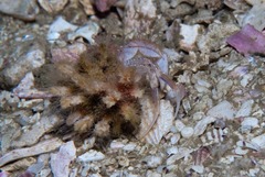 Anapagurus hendersoni