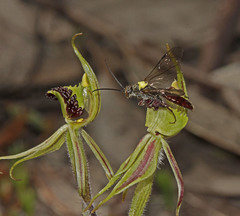 Caladenia toxochila