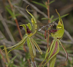 Caladenia toxochila