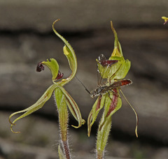 Caladenia toxochila