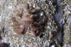 Anapagurus hendersoni