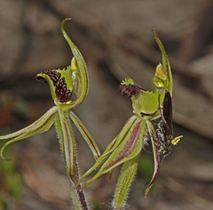 Caladenia toxochila