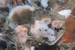 Adeonellopsis