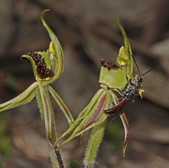 Caladenia toxochila