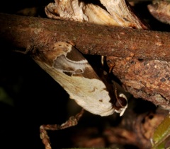 Pseudeustrotia semialba