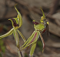 Caladenia toxochila