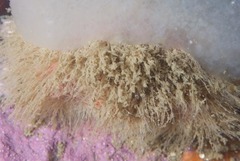 Dromidia hirsutissima