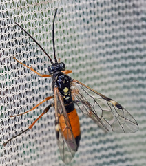 Tenthredopsis scutellaris