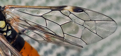 Tenthredopsis scutellaris